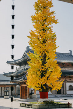 宁海广德寺