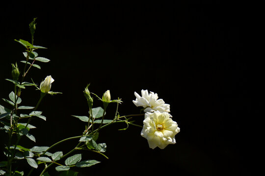 白月季花