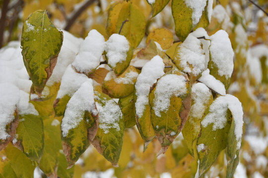 雪后树叶