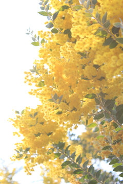 金黄色合欢花