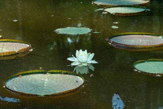 池塘里的王莲