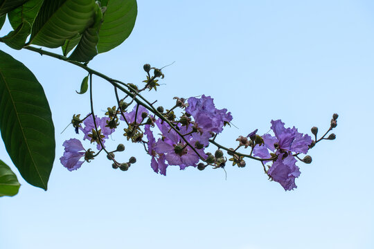 户外盛开的大花紫薇