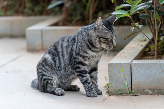 户外的狸花猫