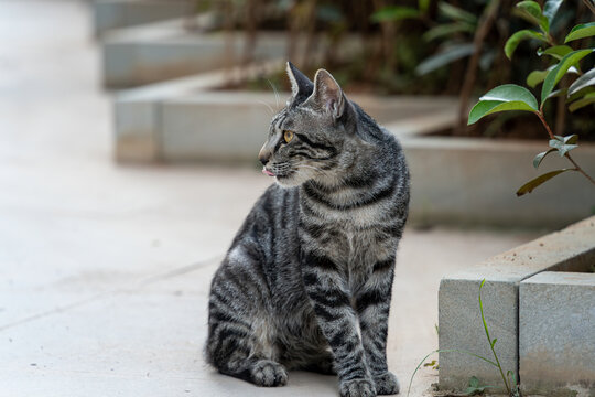 户外的狸花猫