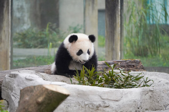 大熊猫幼崽和竹叶