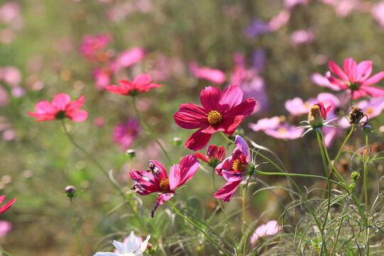 格桑花