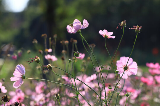 格桑花