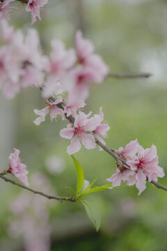 桃花