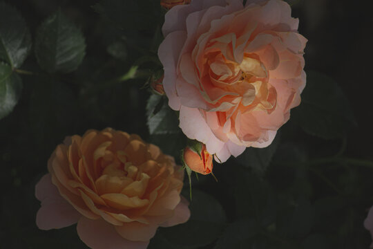 月季花