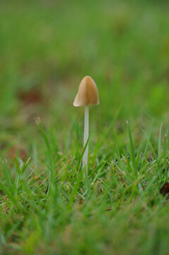 雨后菌菇