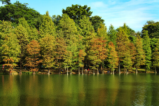 湿地风景