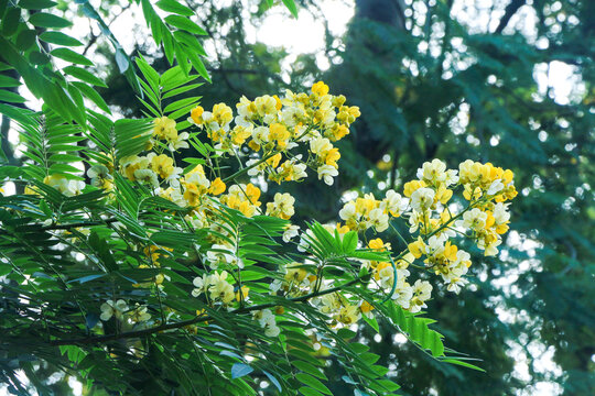 黄花槐