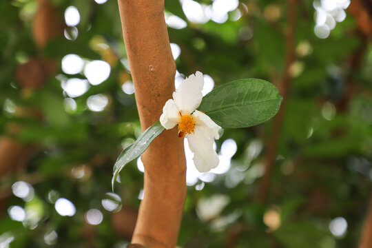 茶花