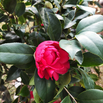 茶花