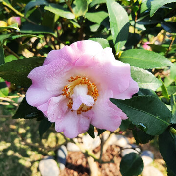 茶花