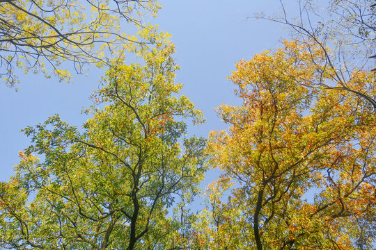 蓝天与树枝秋色