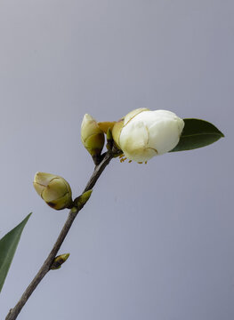 油茶花