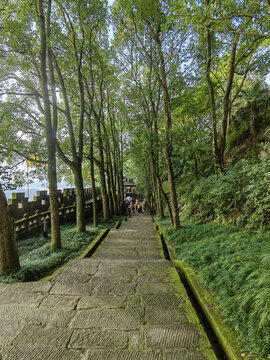 景区内林荫道路