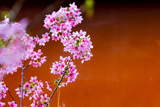 樱花