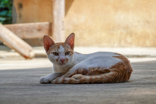 警觉的猫