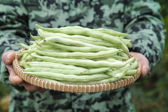 新鲜采摘的白芸豆角