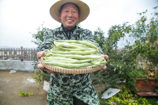 新鲜采摘的白芸豆角