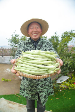 新鲜采摘的白芸豆角