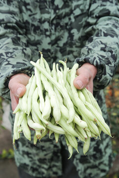 新鲜采摘的白芸豆角