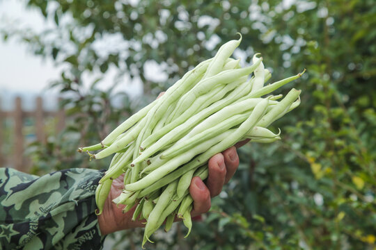 新鲜采摘的白芸豆角