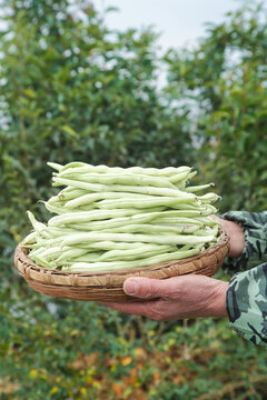 新鲜采摘的白芸豆角