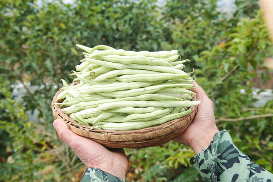 新鲜采摘的白芸豆角