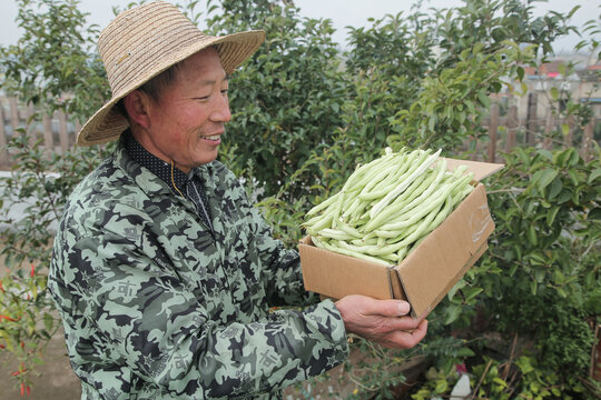 新鲜采摘的白芸豆角