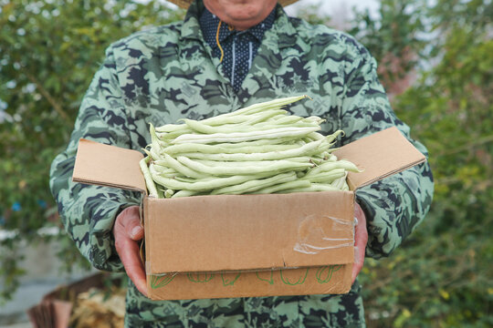 新鲜采摘的白芸豆角