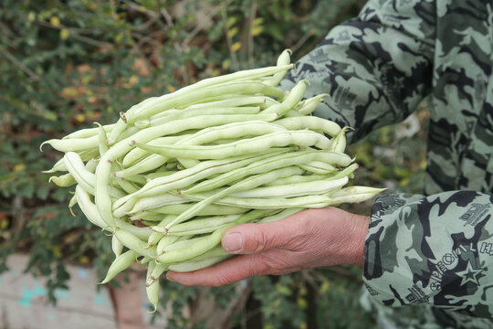 新鲜采摘的白芸豆角