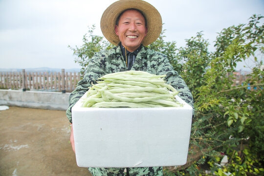 新鲜采摘的白芸豆角