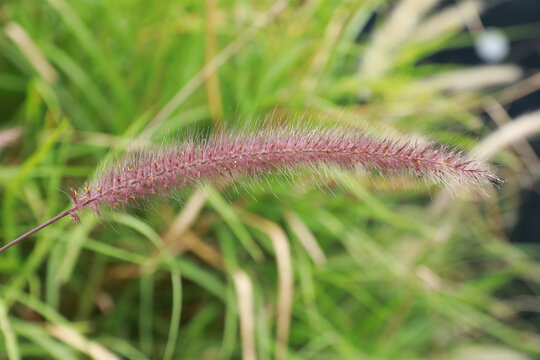 狗尾草