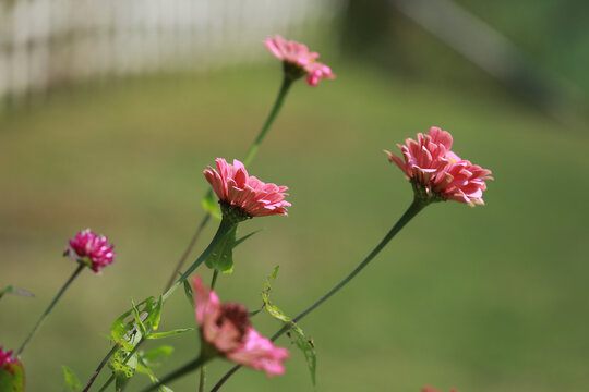 百日菊