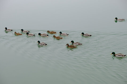 雪后颐和园昆明湖上的鸭子
