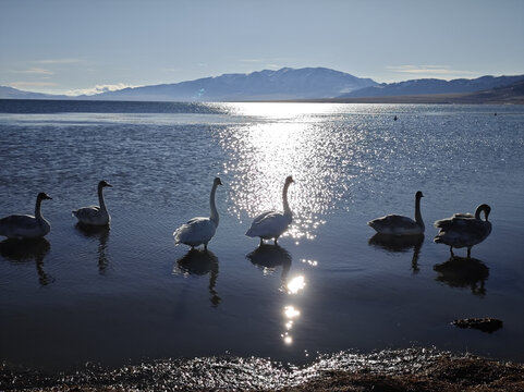 赛里木湖成群的白天鹅