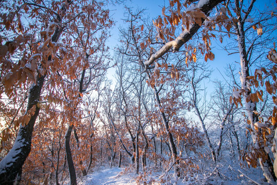 冬日雪景