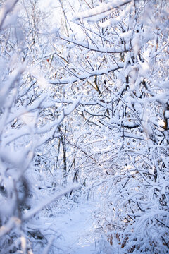 冬日雪景