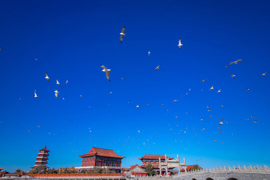 海鸥的天空