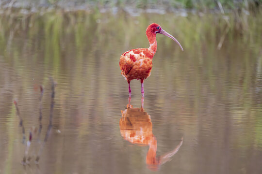 野生美洲红鹮南宁湿地悠然觅食