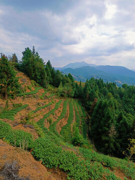 茶山风光