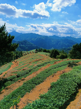 深山茶山