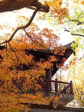 中式亭子和秋天红色的枫叶