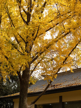 中式屋顶和屋顶的金黄色银杏