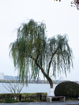 湖泊旁的一棵柳树