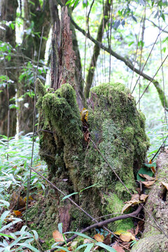 登山步道边的苔藓