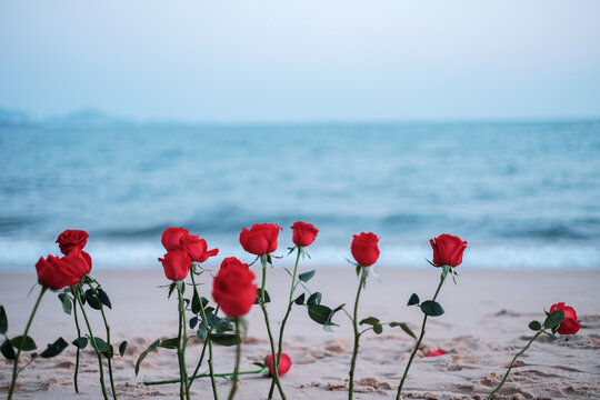 海边玫瑰花